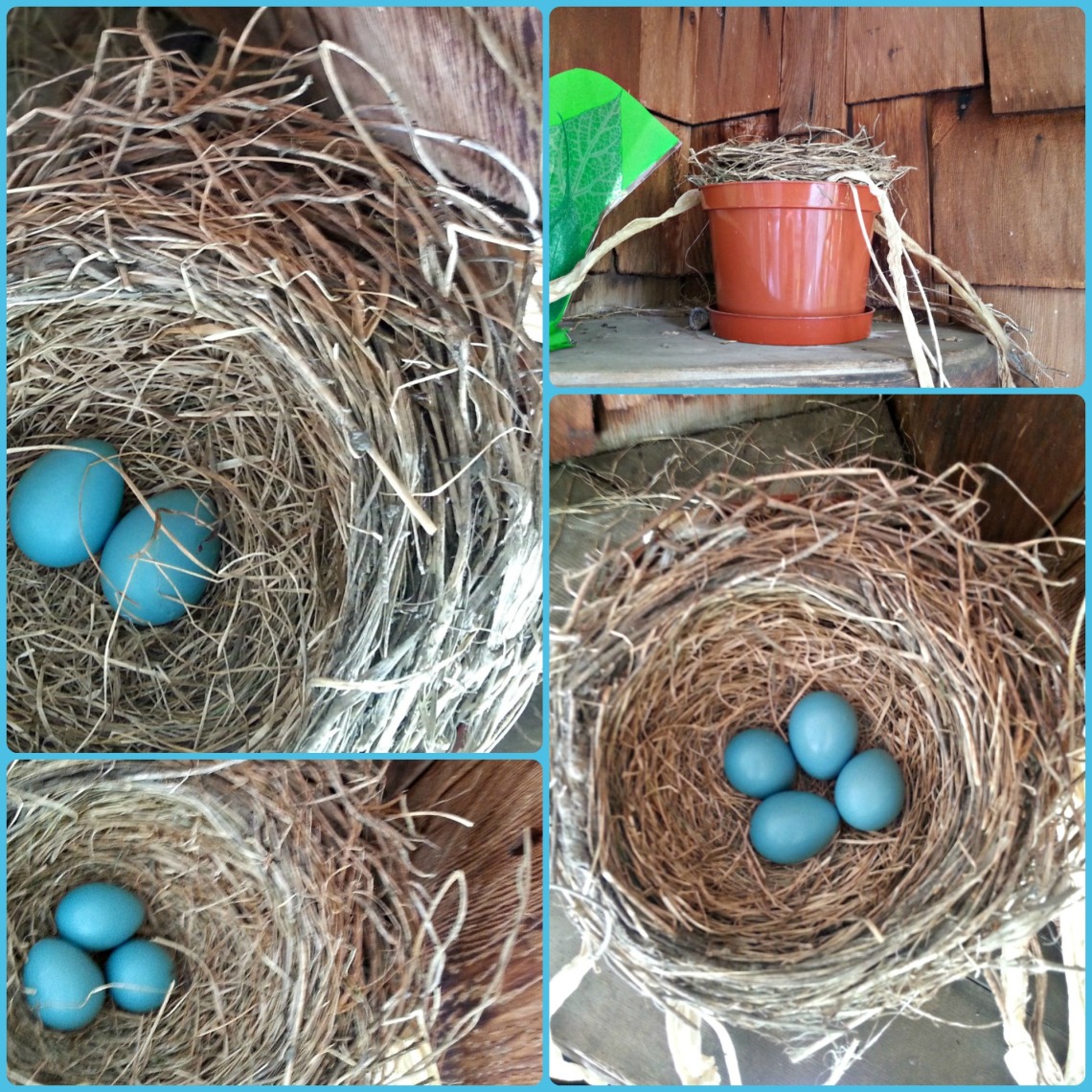 154 new nest