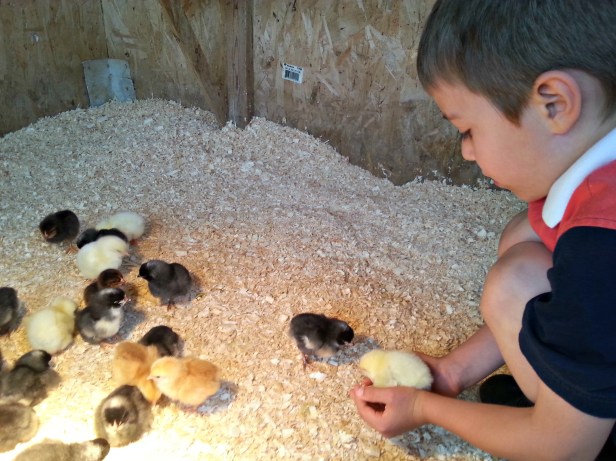 159 xander chicks