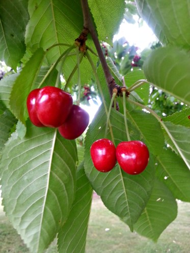 175 cherry