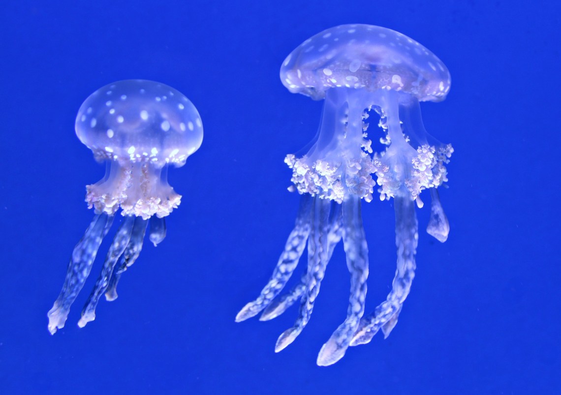 189 jelly