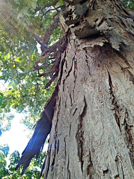 219 cool bark