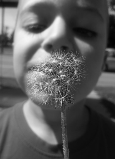 233 dandilion selfie2