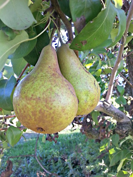 265-a-pair-of-pears