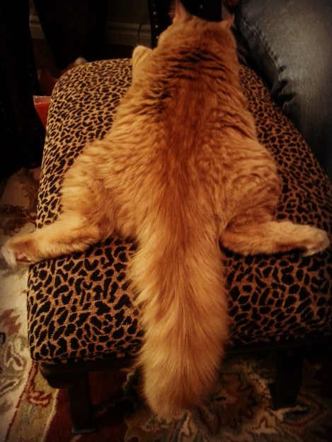 344-furry-elegance