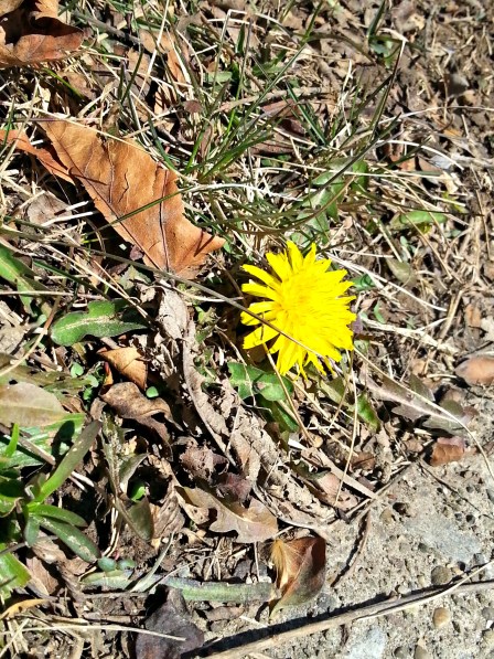 78 first dandilion.jpg