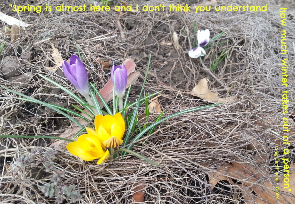 81 spring flowers.jpg