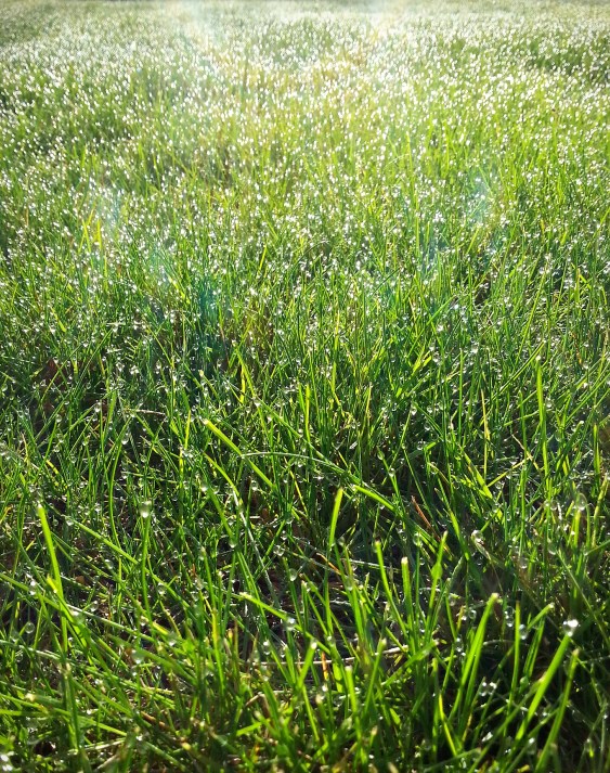 100 morning sparkle.jpg