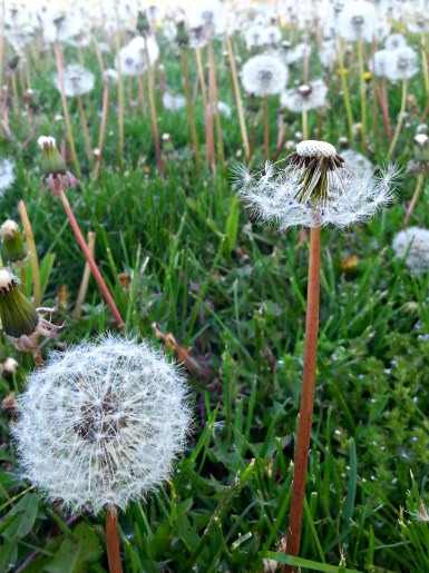 133 wishing feild.jpg