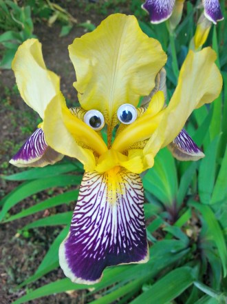 157 iris