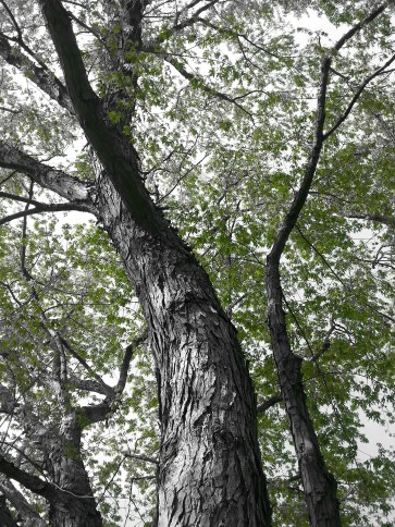 221 green and grey.jpg