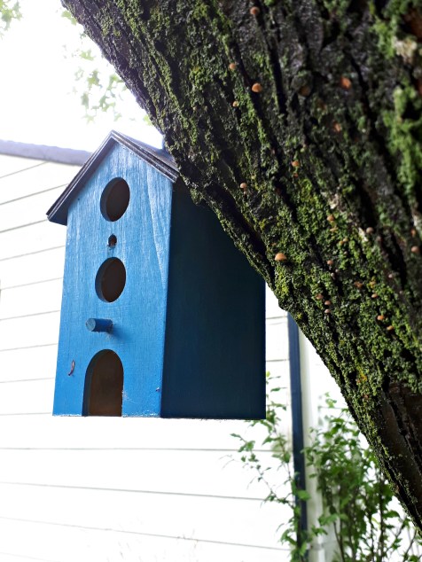 166 blue bird house.jpg