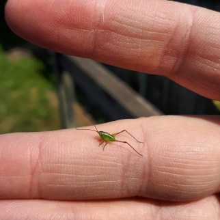 203 baby grasshopper.jpg