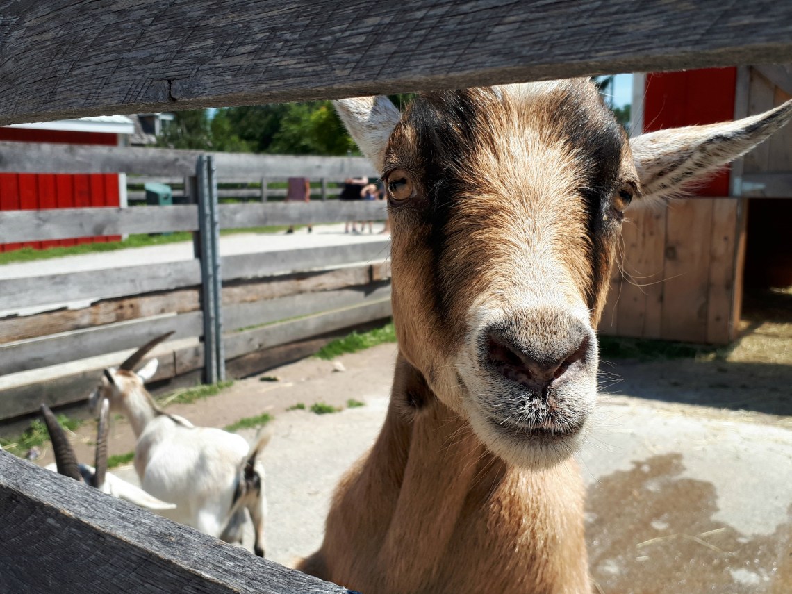 215 sarnia goat.jpg