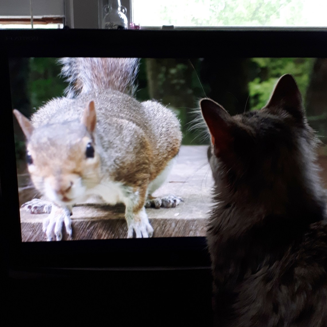 232 youtube for cats.jpg