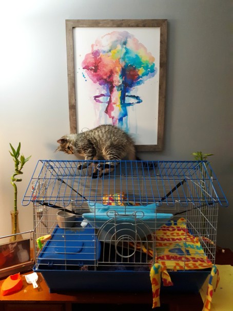 238 leo meets midnight.jpg