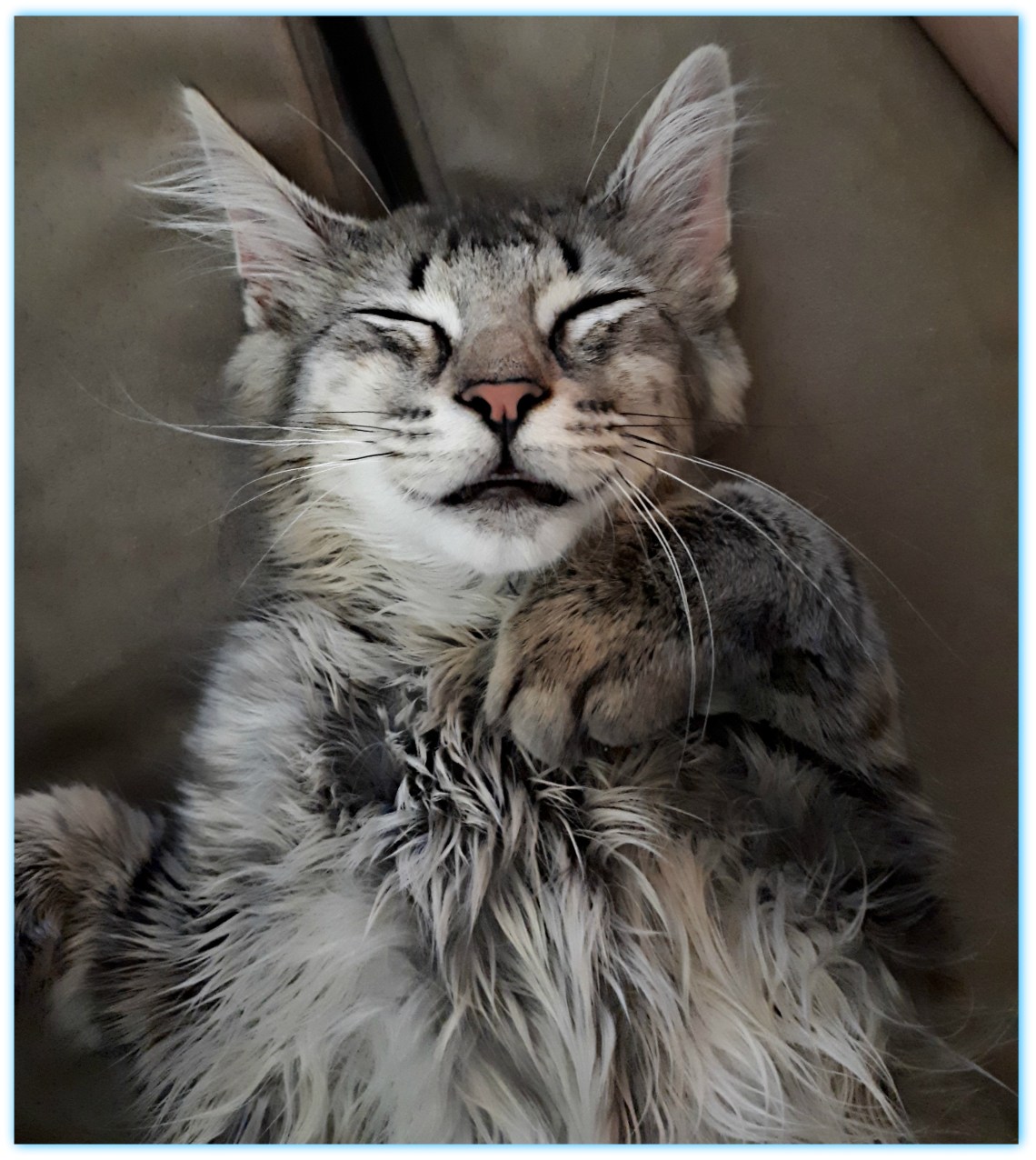 245 chicken face.jpg