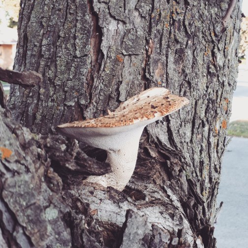 278 fungus amung us.jpg