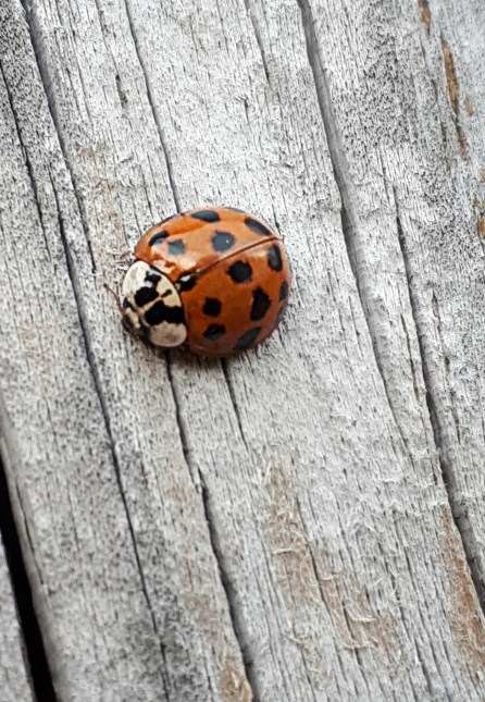 316 nov lady bettle.jpg