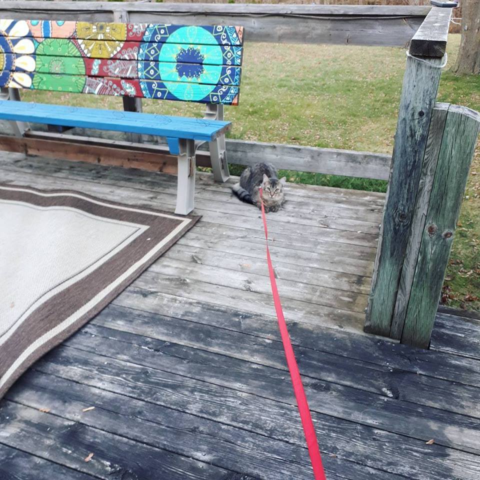 322 too nice to come in.jpg