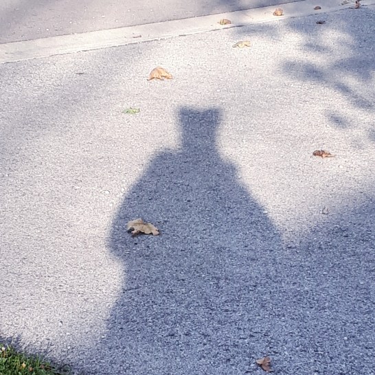 334 shadow cat.jpg