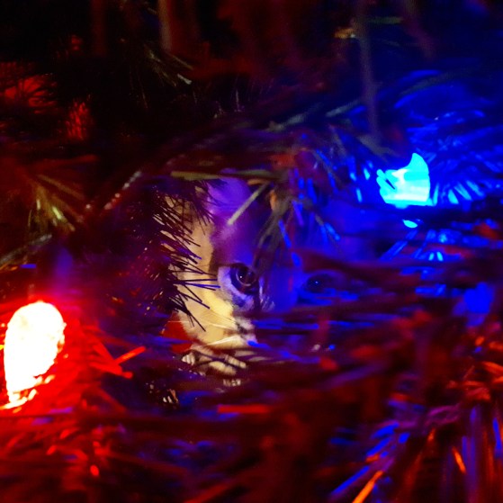 352 nothing to see here.jpg