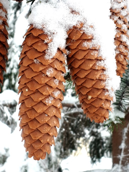 361 - 356- cones.jpg