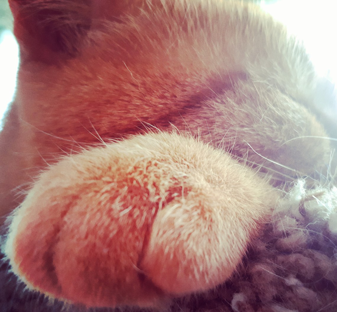 79 cat toes