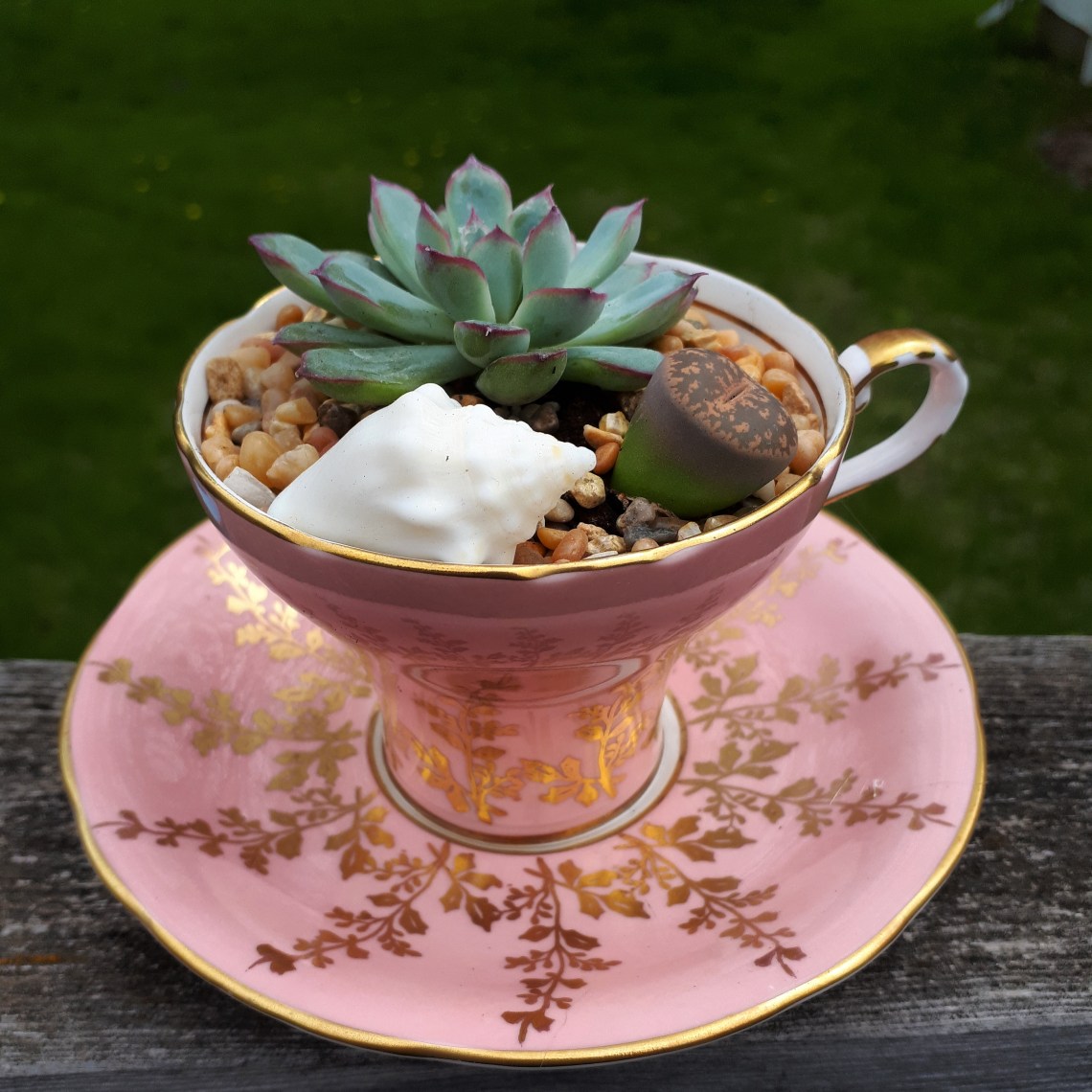 132 penis cactus for mom.jpg