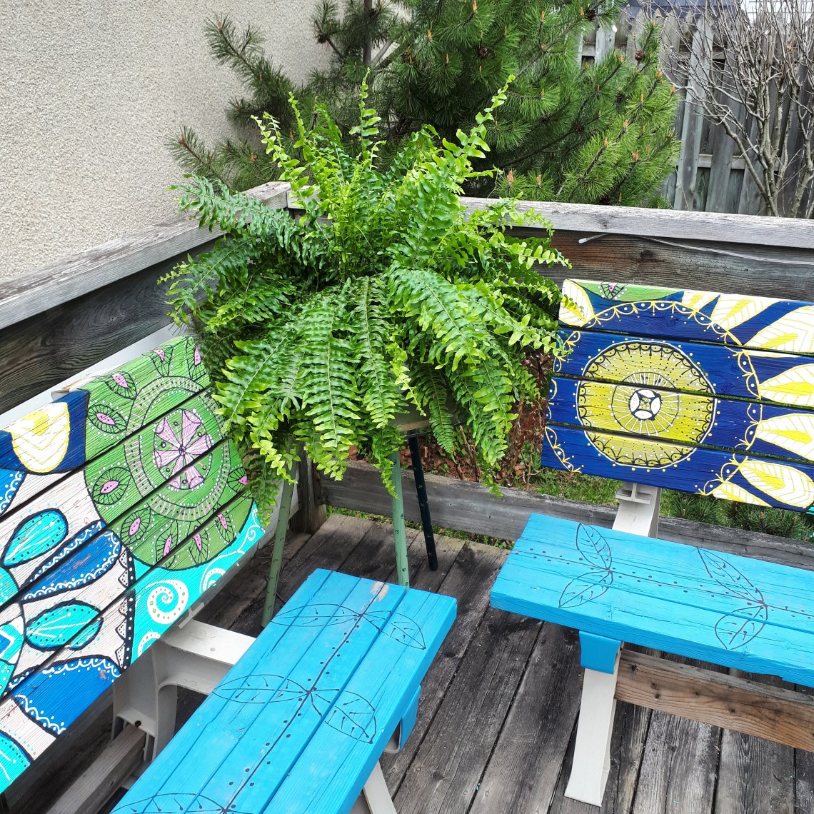 153 stella the fern.jpg