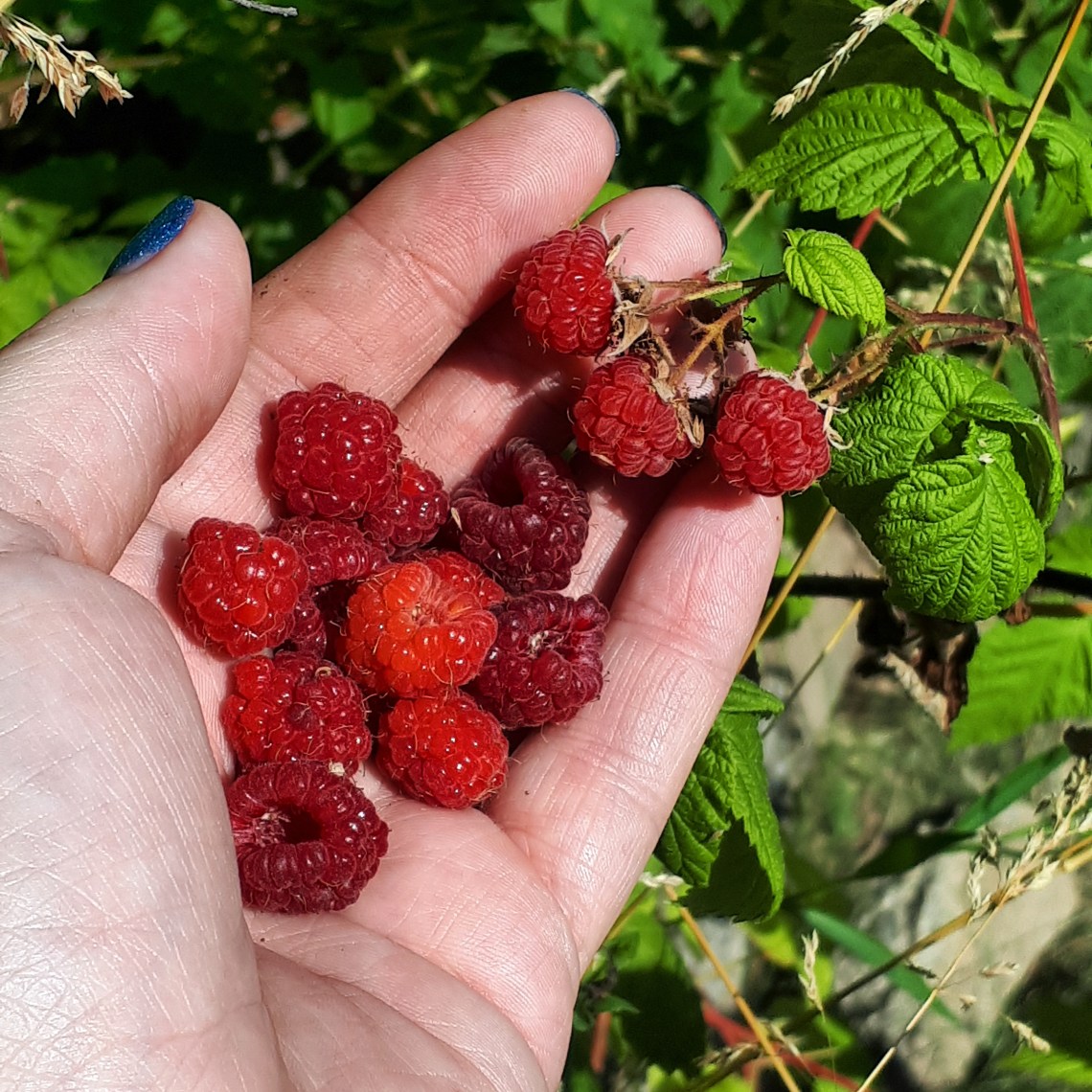 199 backyard raspberries.jpg