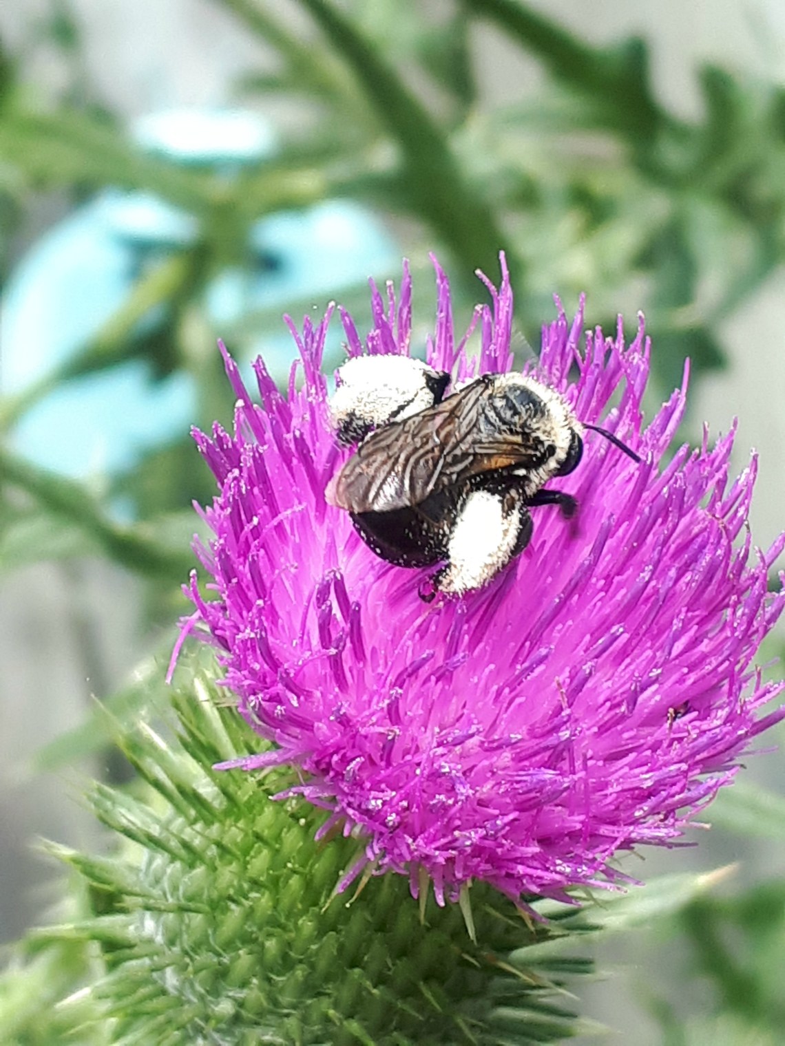 225 thistle bee