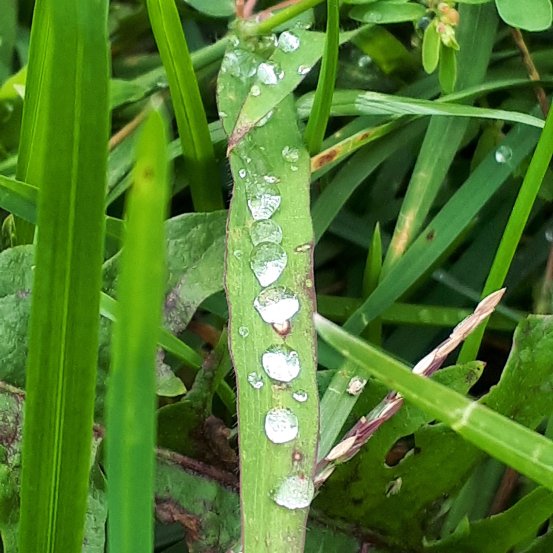 243 row of raindrops.jpg