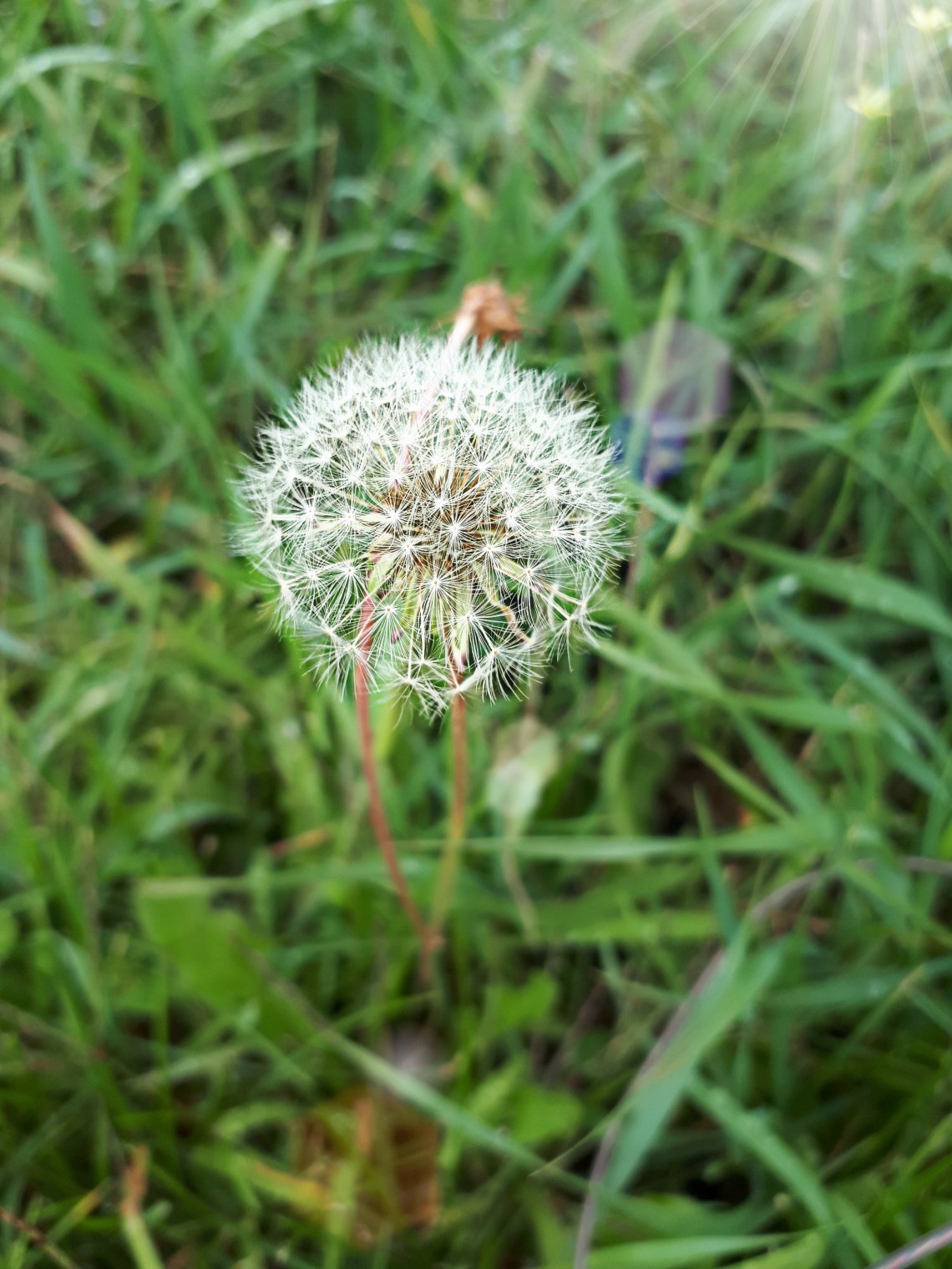 249 flower floofs.jpg