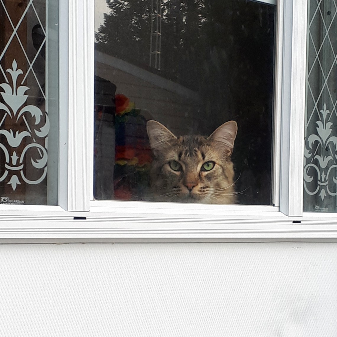 250 house greeter.jpg