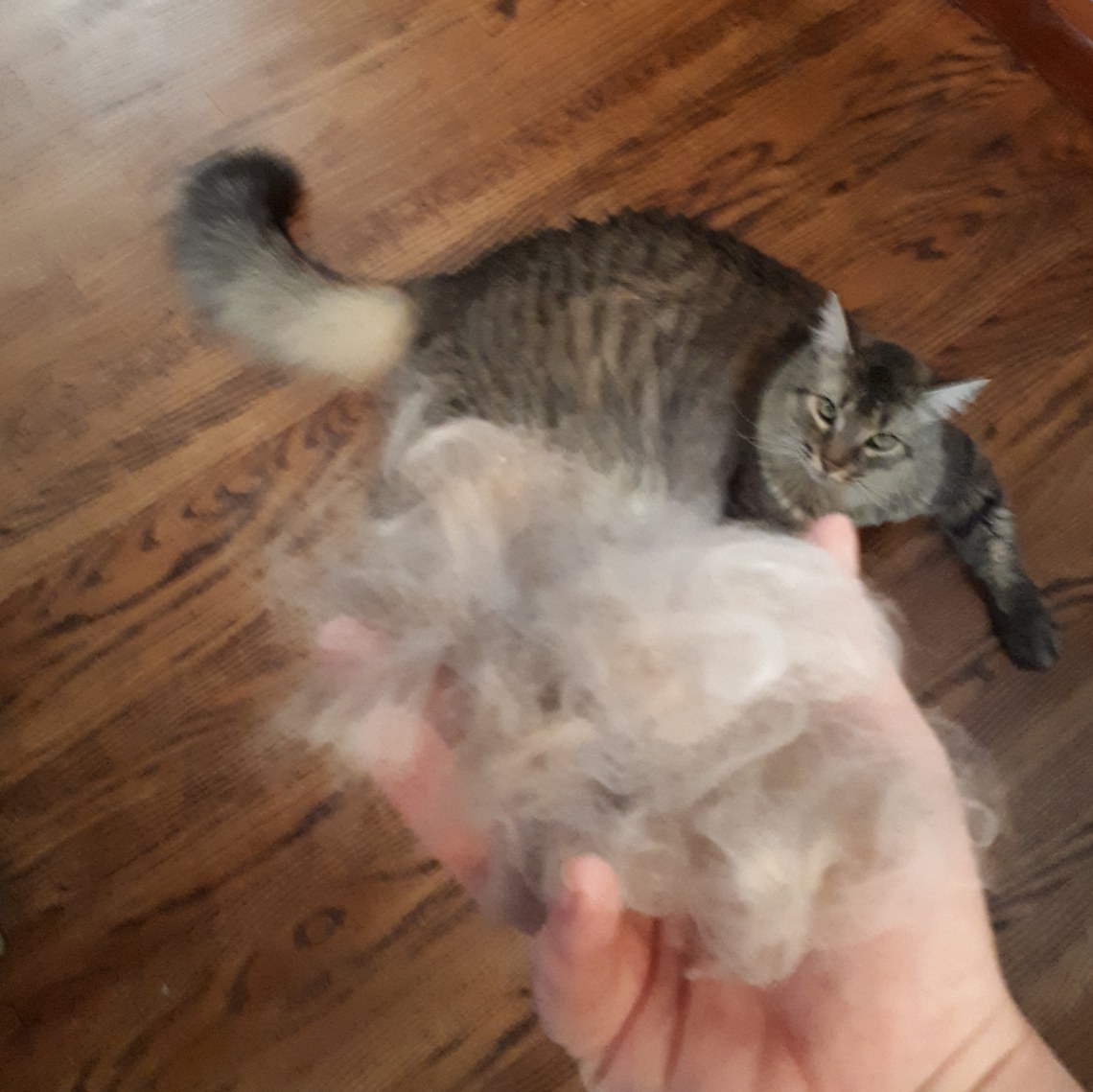 264 I brushed the cat.jpg