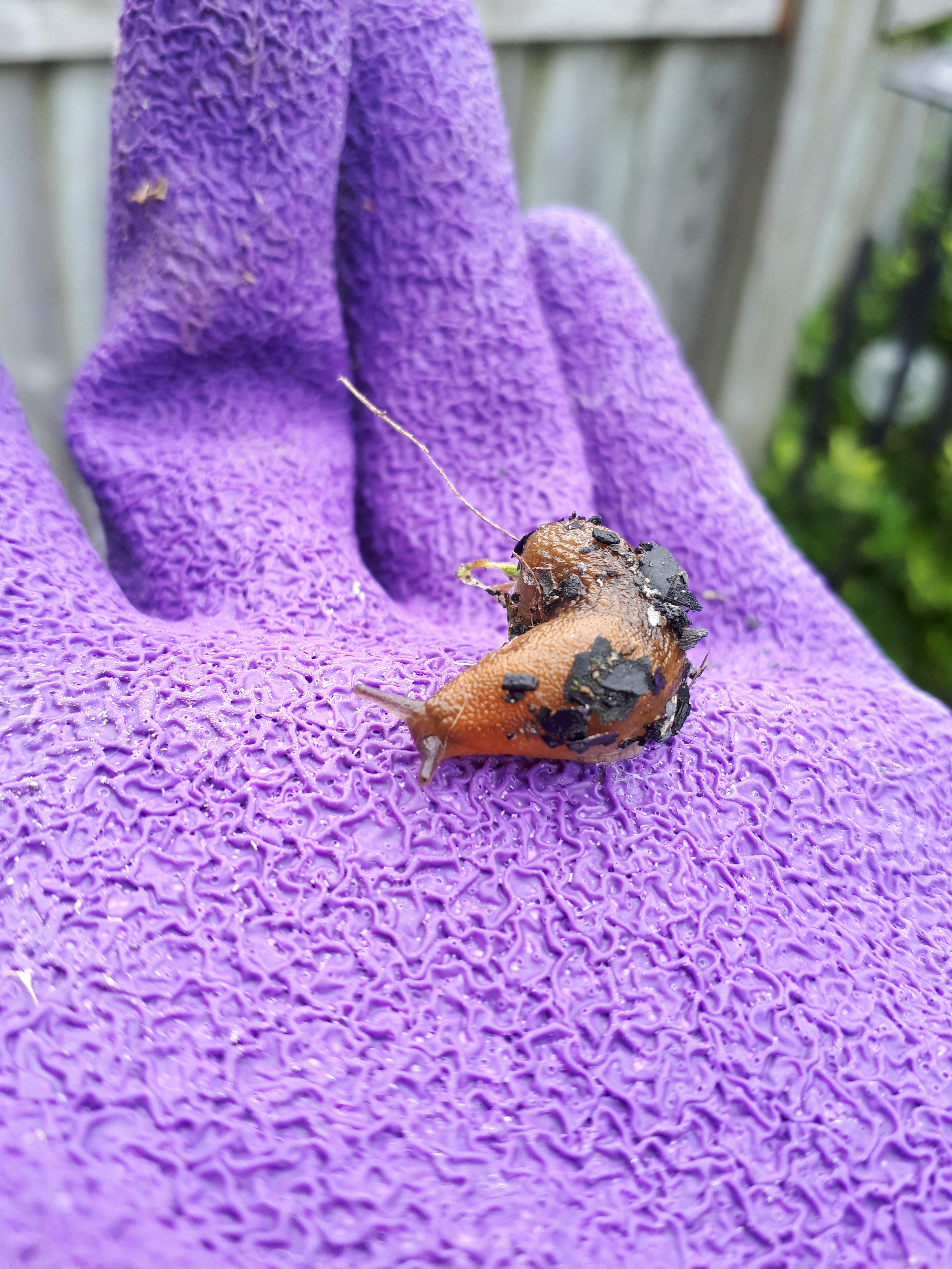 269 save the slugs.jpg