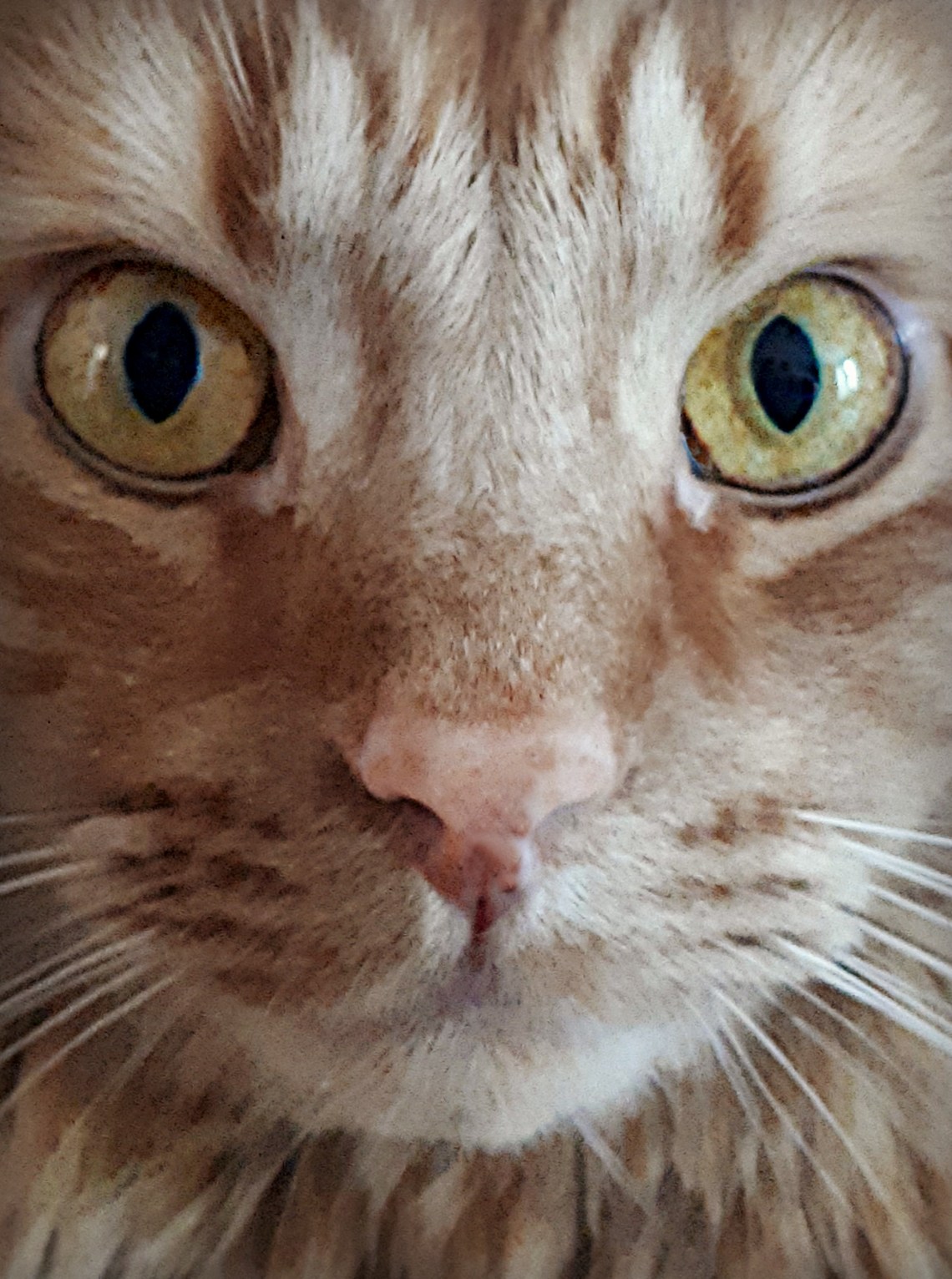 279 wellesley close up.jpg