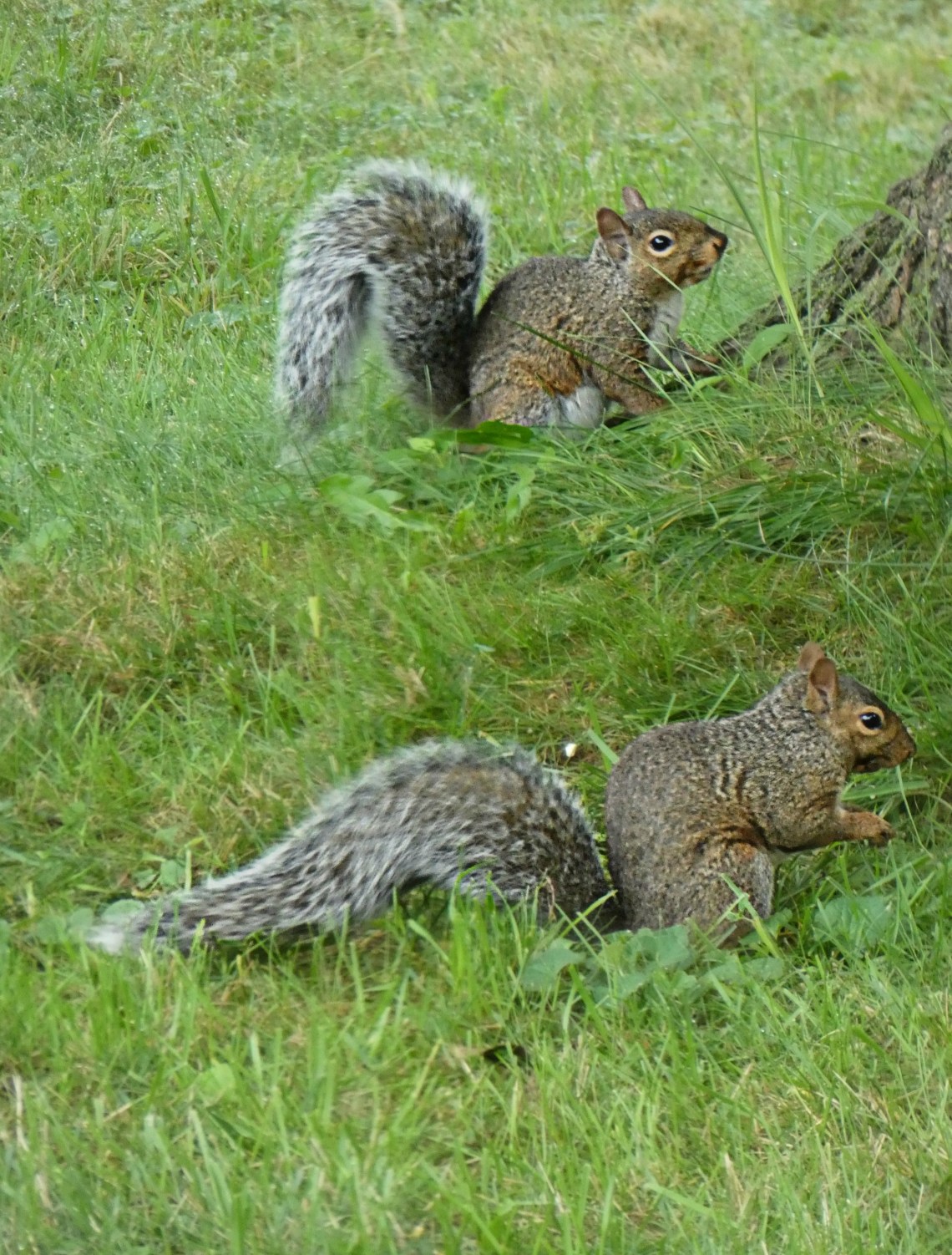 282 matching set.jpg