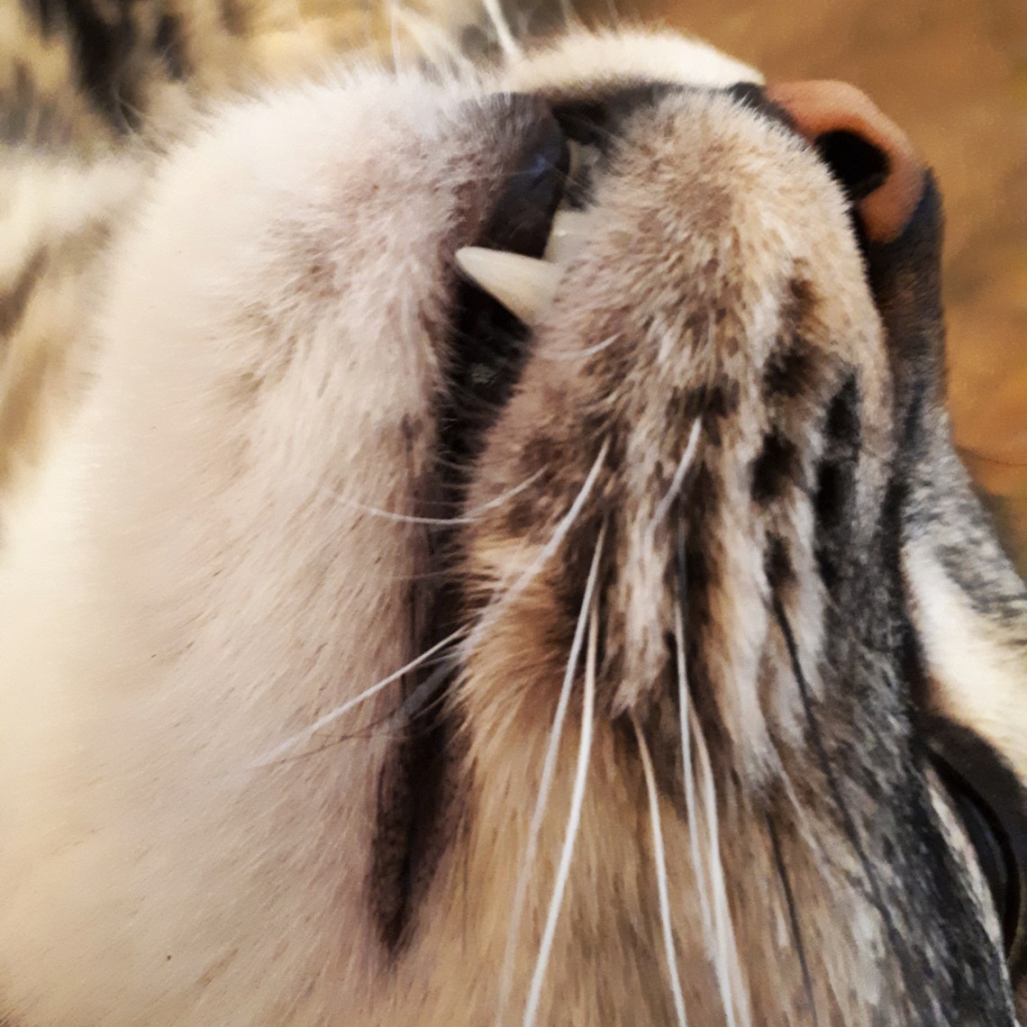 284 cutestst snout.jpg