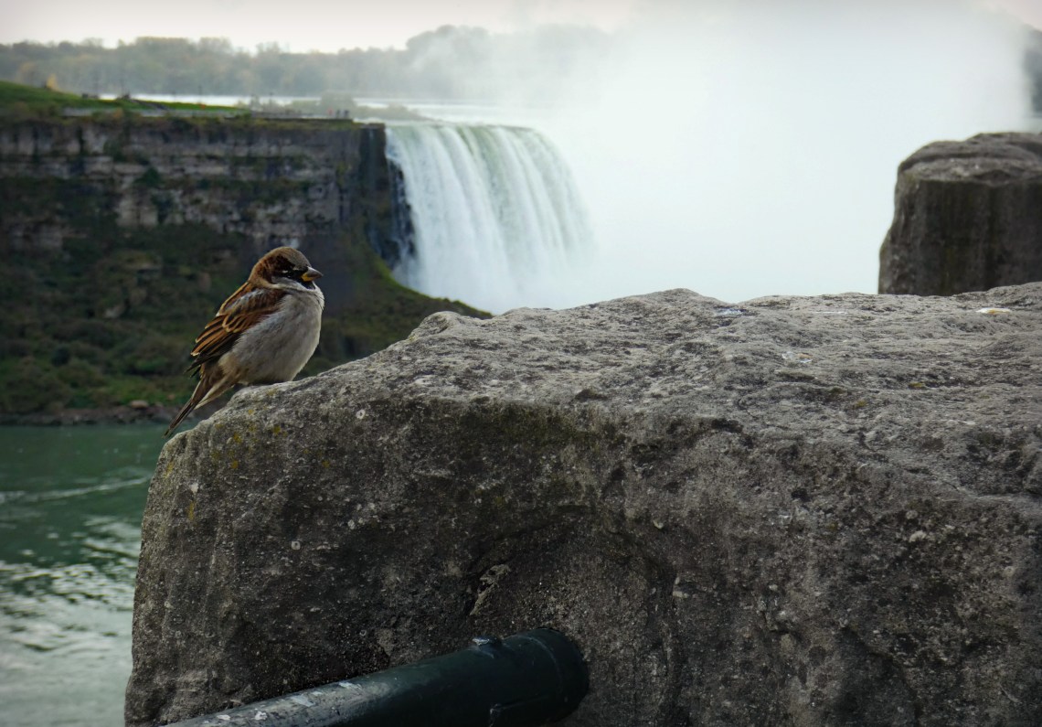 285 finch of the falls