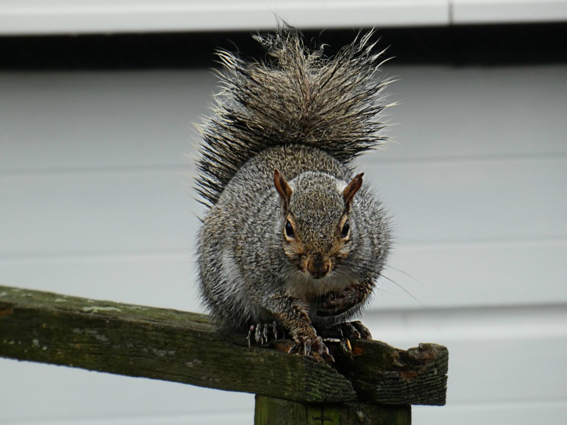 331 david the squirrel.JPG