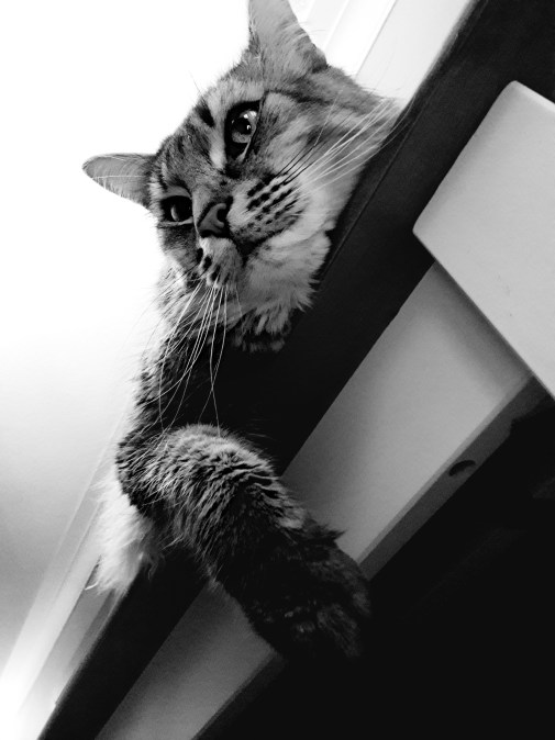 12 tabletop floof.jpg