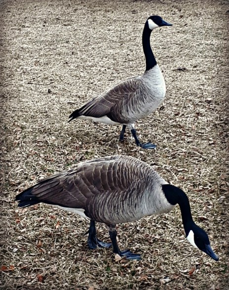 82 Canadian geese.jpg