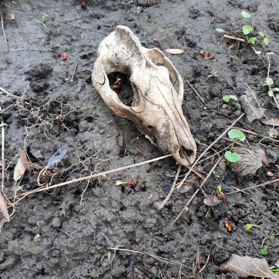 127mystery skull.jpg