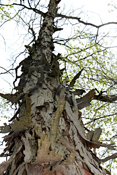 131 becoming green.JPG