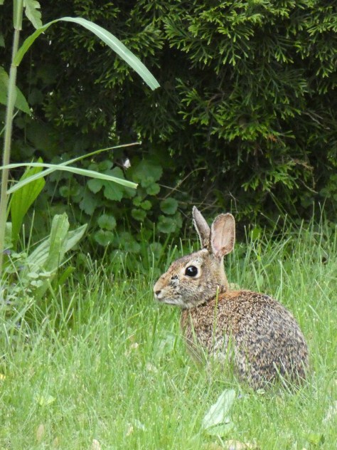 166 backyard bunny