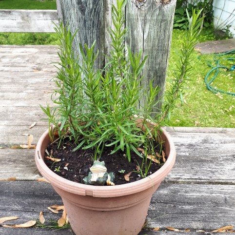 169 rosemary by your garden gate.jpg