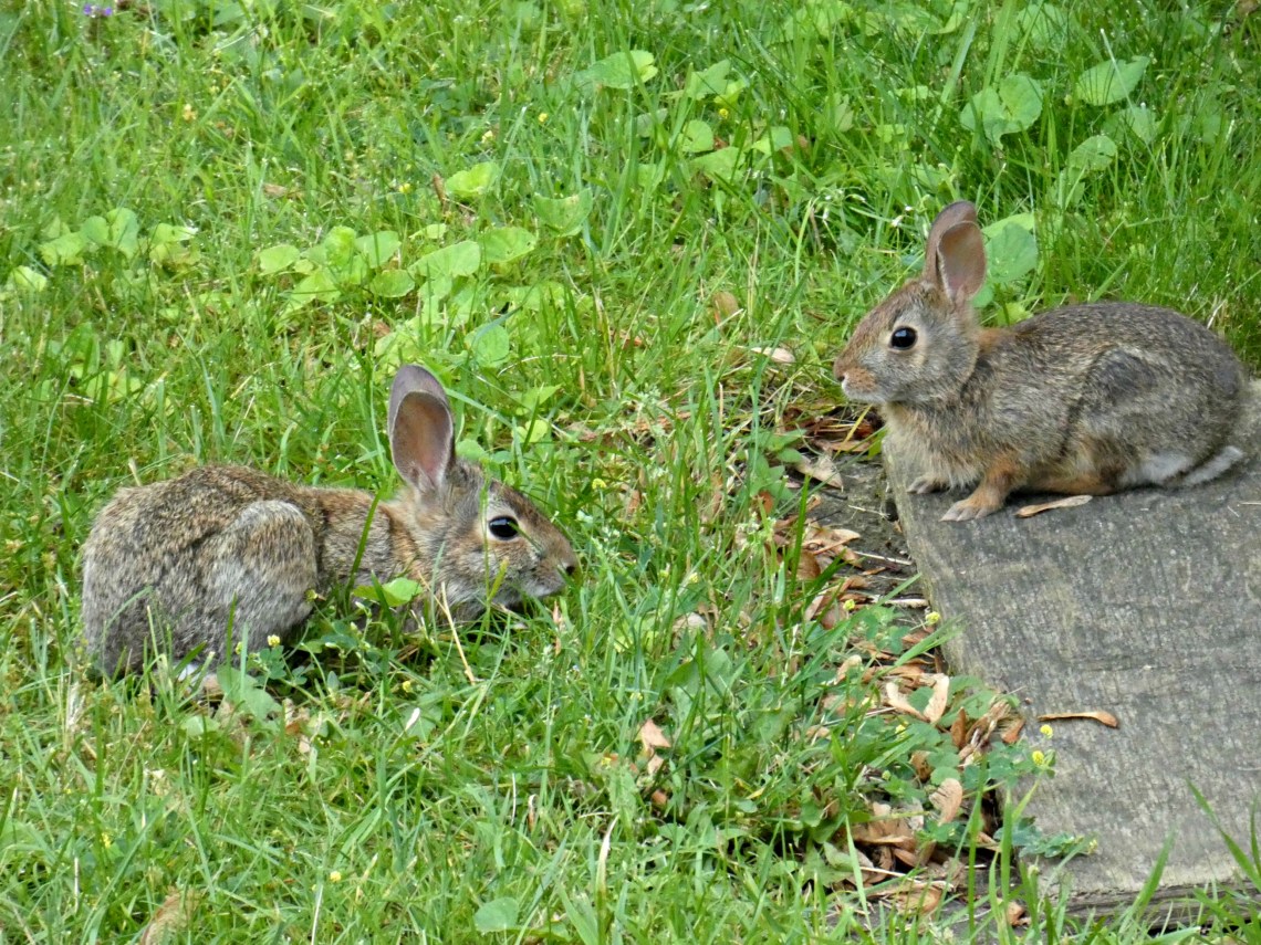 176 so cute so hungry.jpg