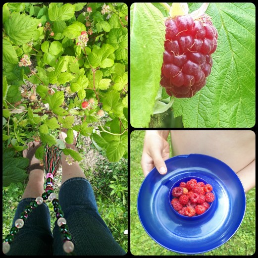 196 backyard berries