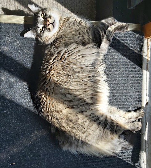 207 sun worshiper.jpg